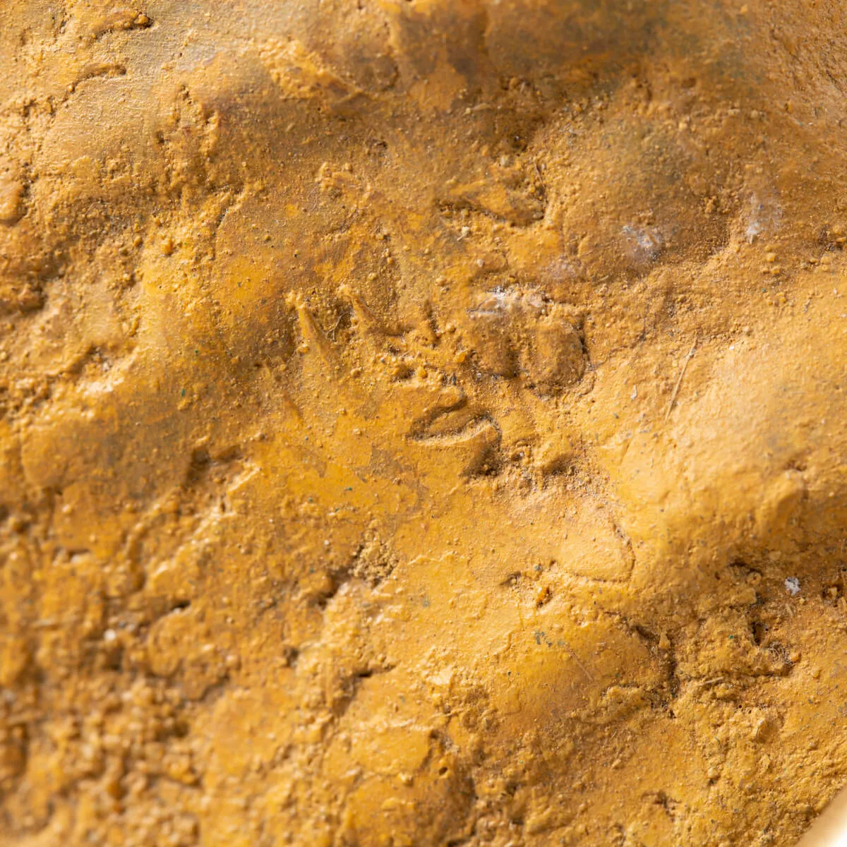 Ammonite Lytoceras