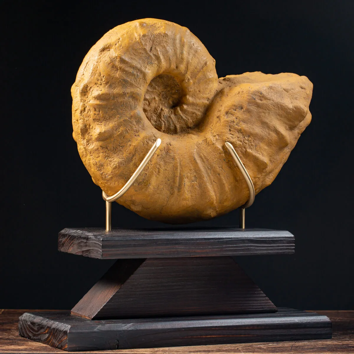 Ammonite Lytoceras