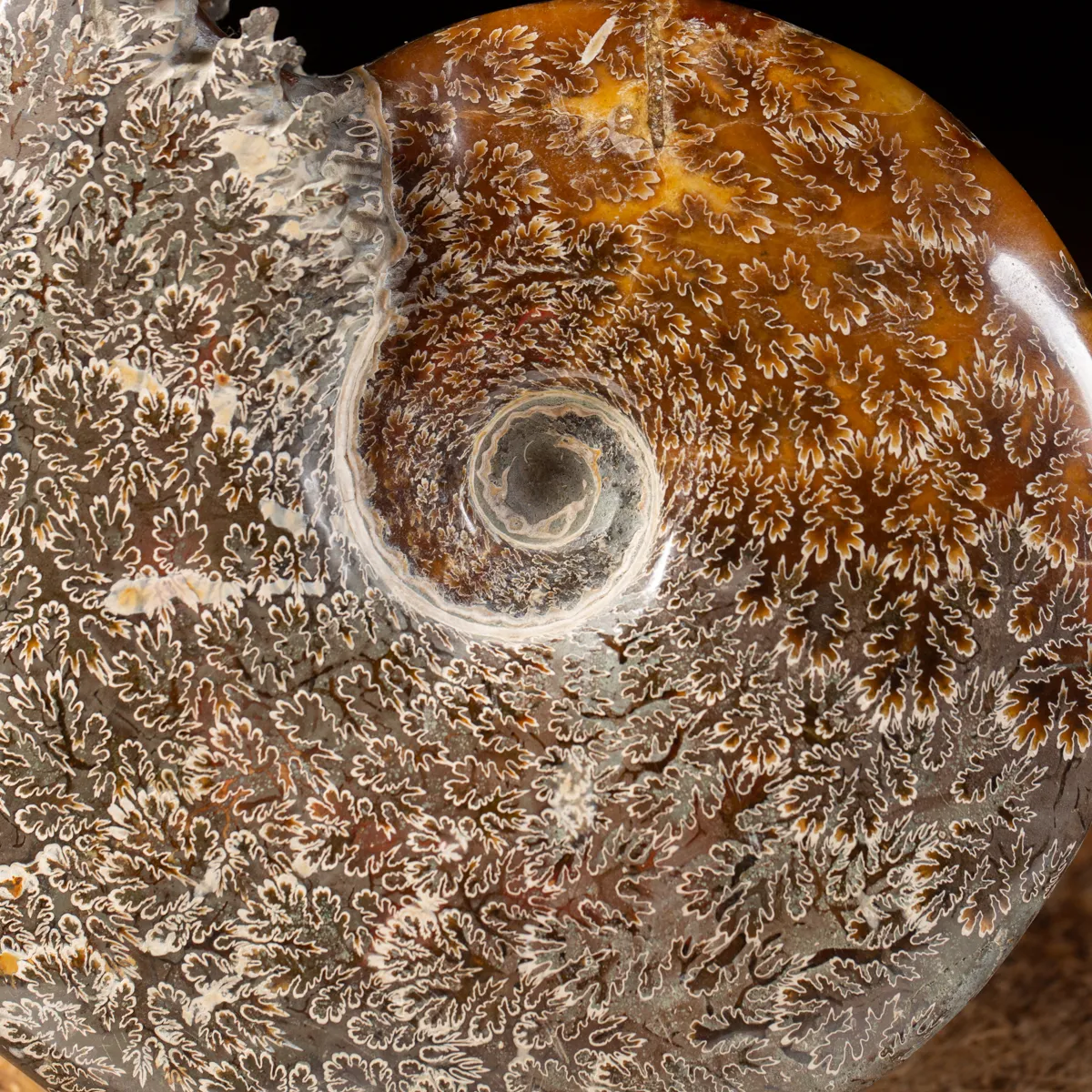 Ammonite Cleoniceras 