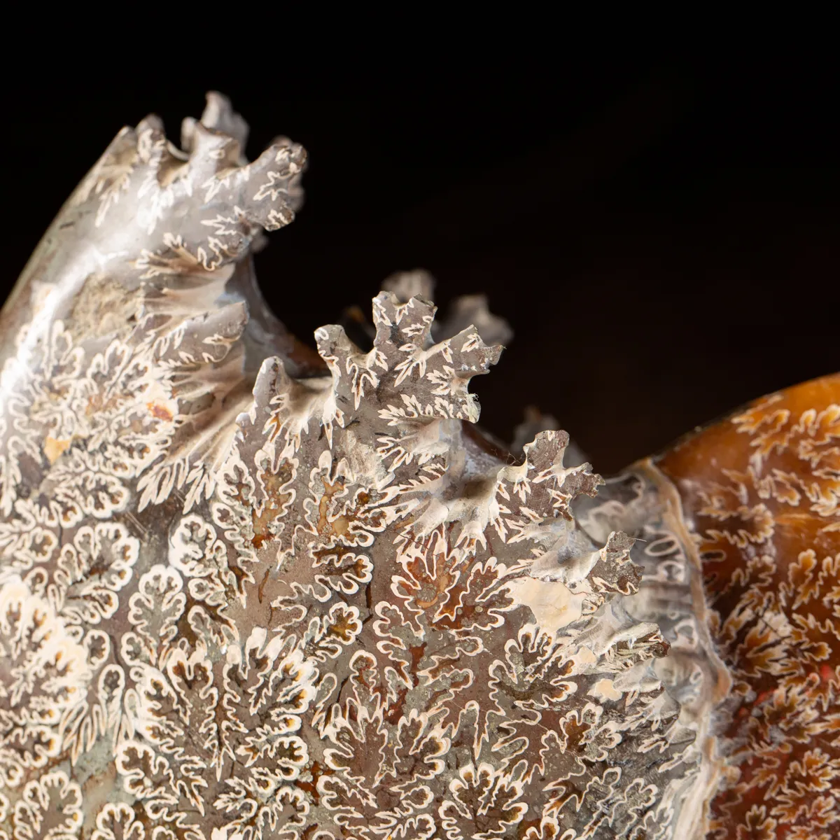 Ammonite Cleoniceras 