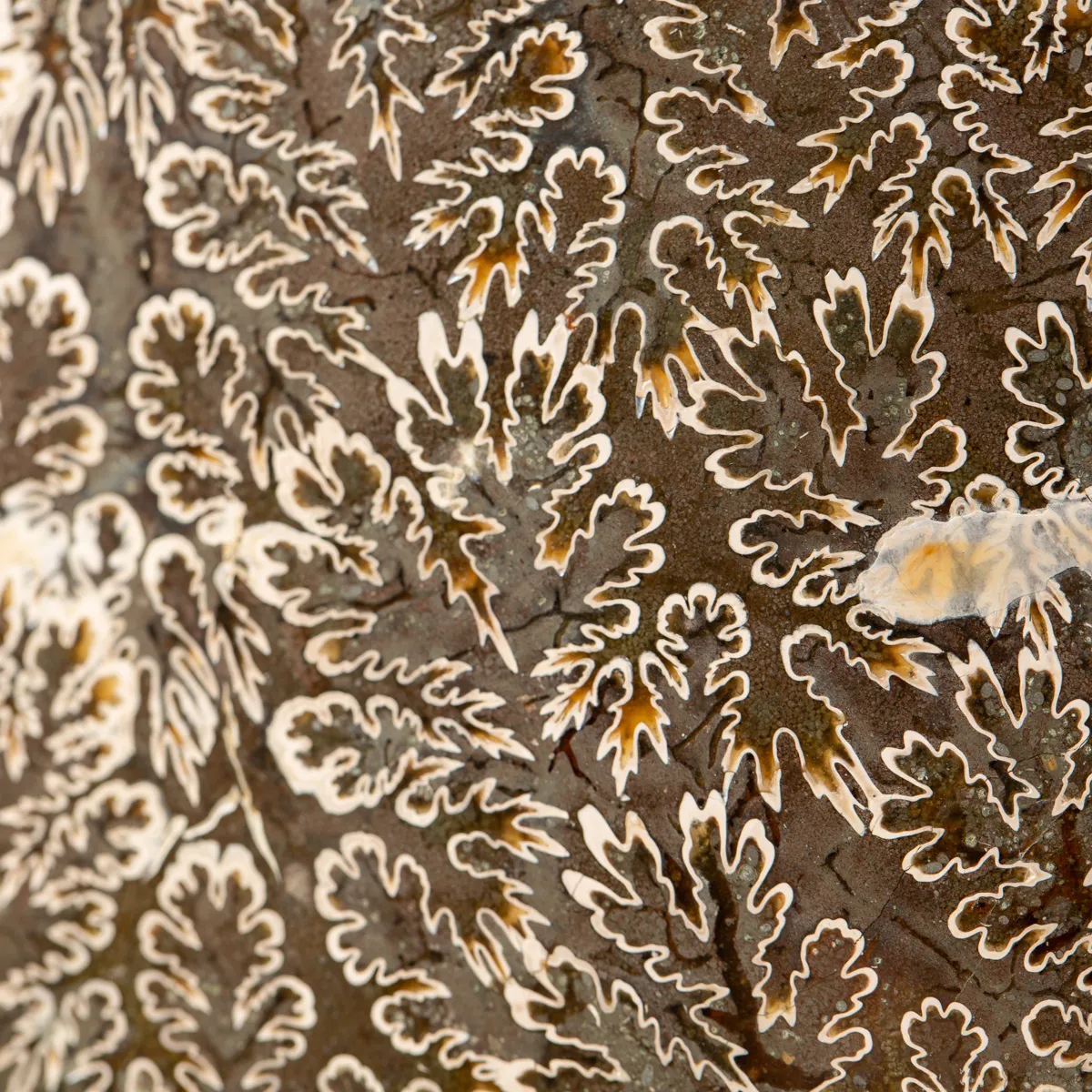 Ammonite Cleoniceras 