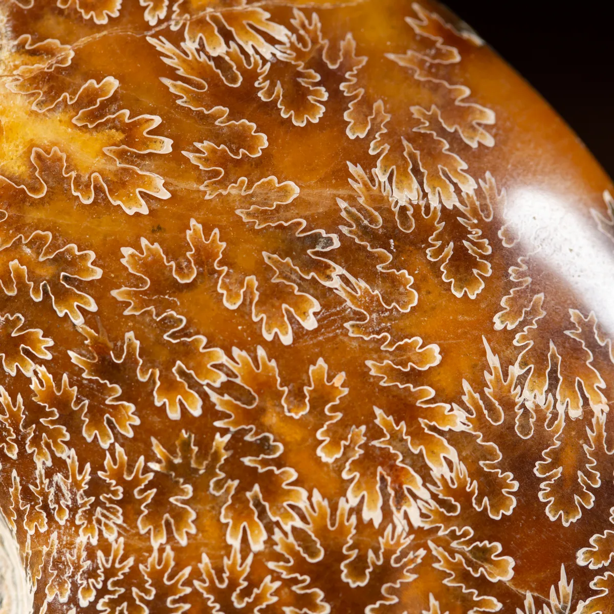 Ammonite Cleoniceras 