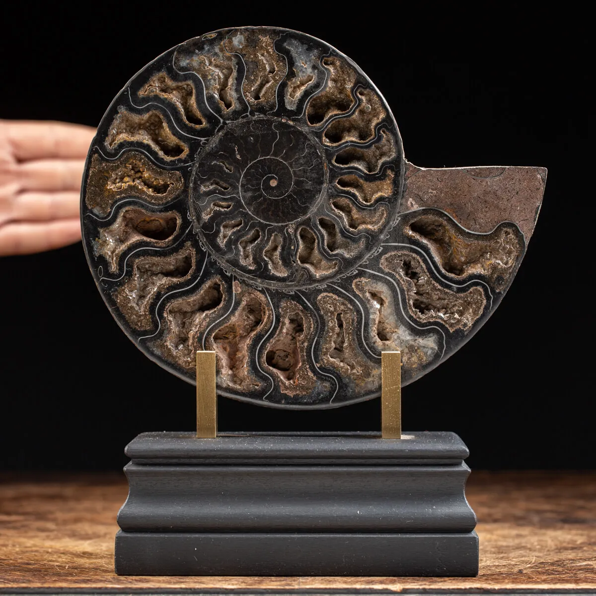 Ammonite Cleoniceras Nera