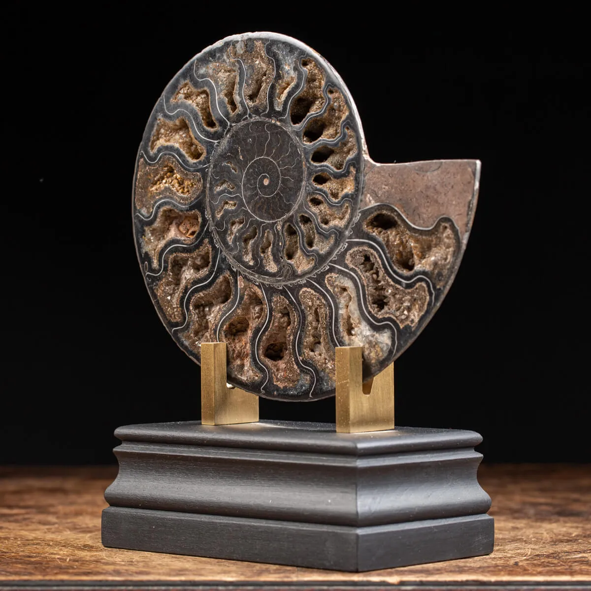 Ammonite Cleoniceras Nera