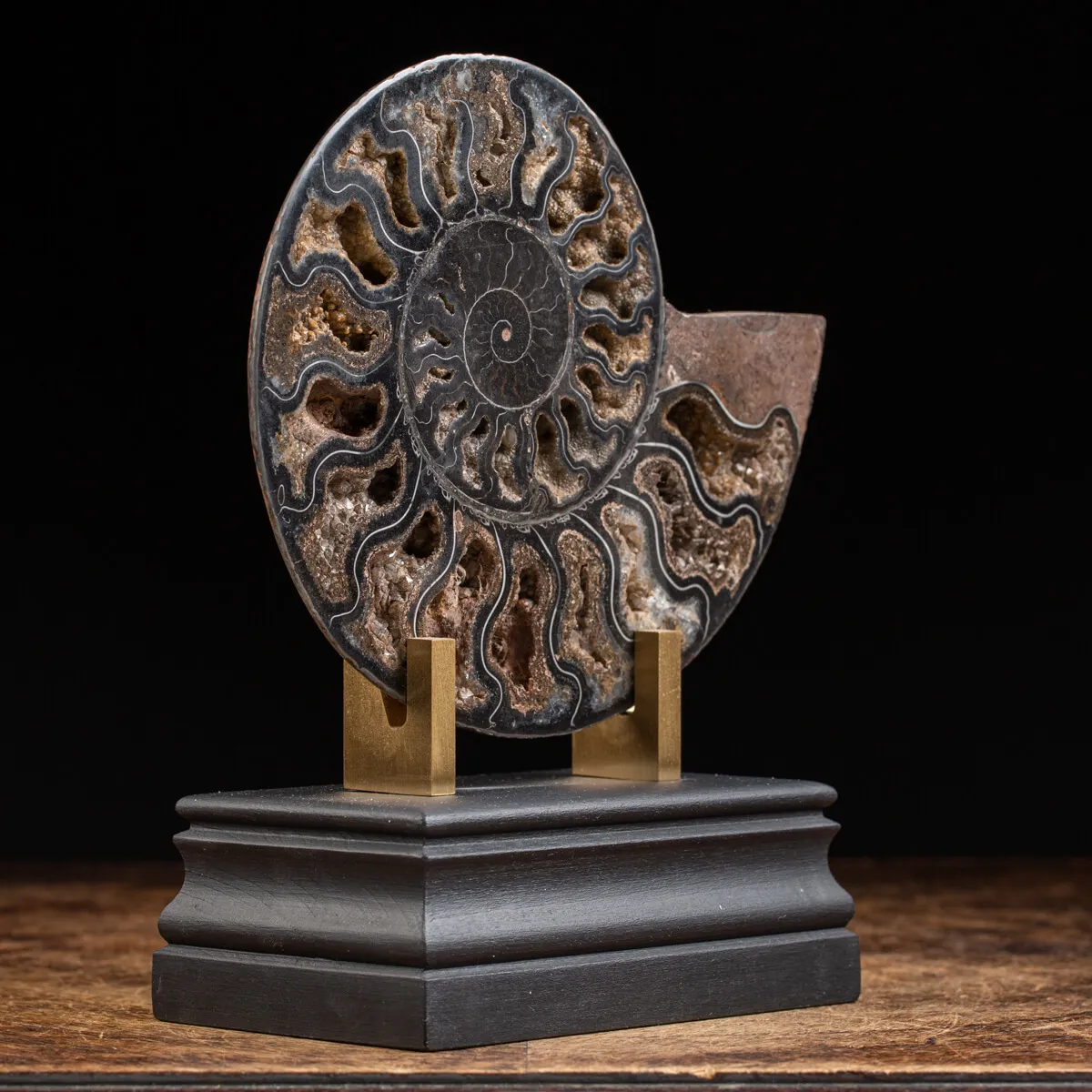 Ammonite Cleoniceras Nera