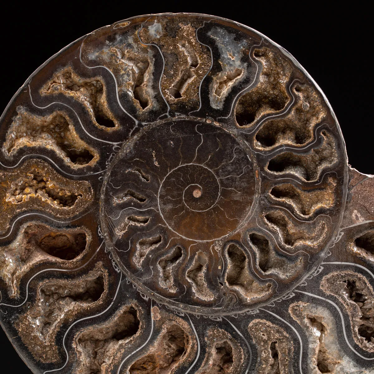 Ammonite Cleoniceras Nera