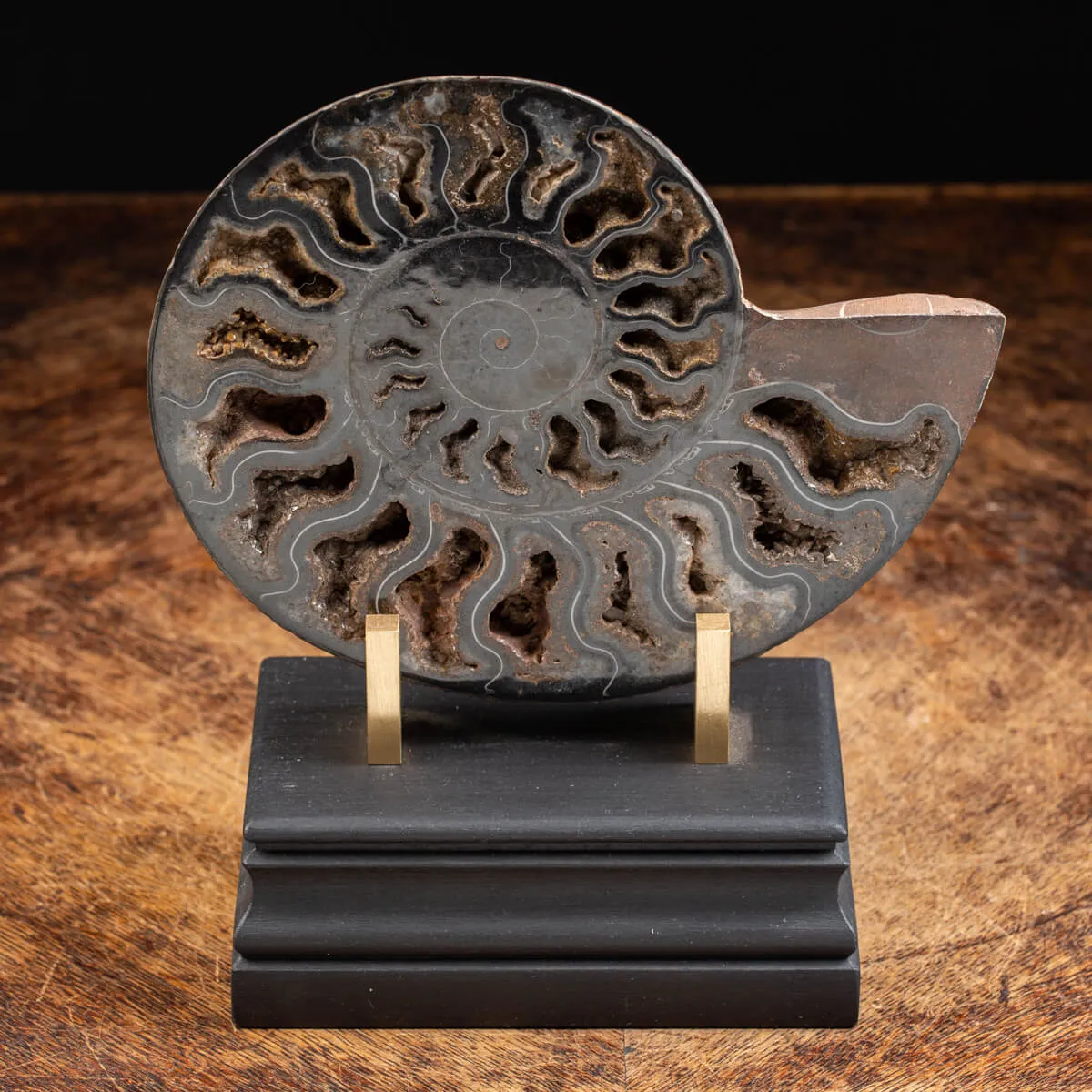Ammonite Cleoniceras Nera