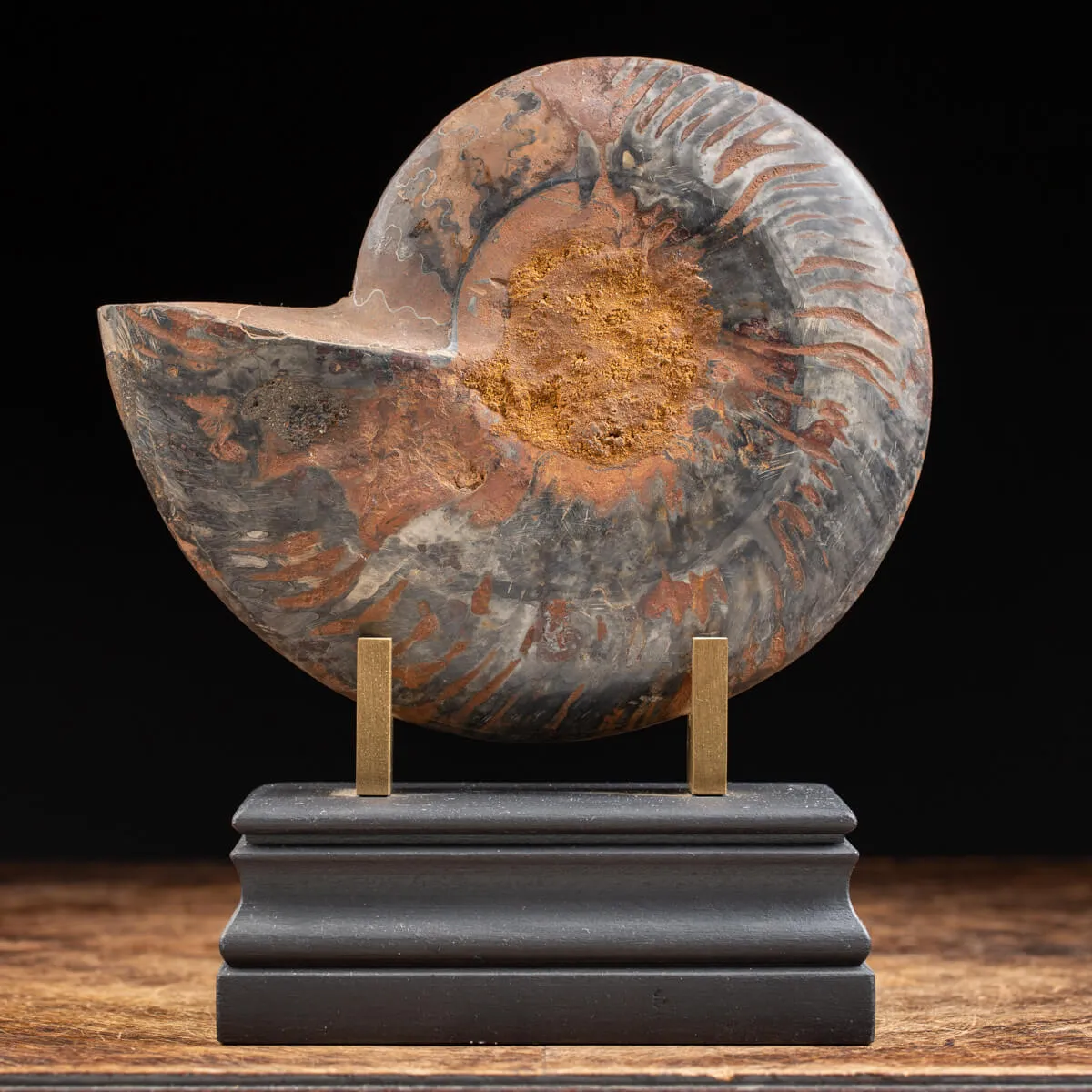 Ammonite Cleoniceras Nera
