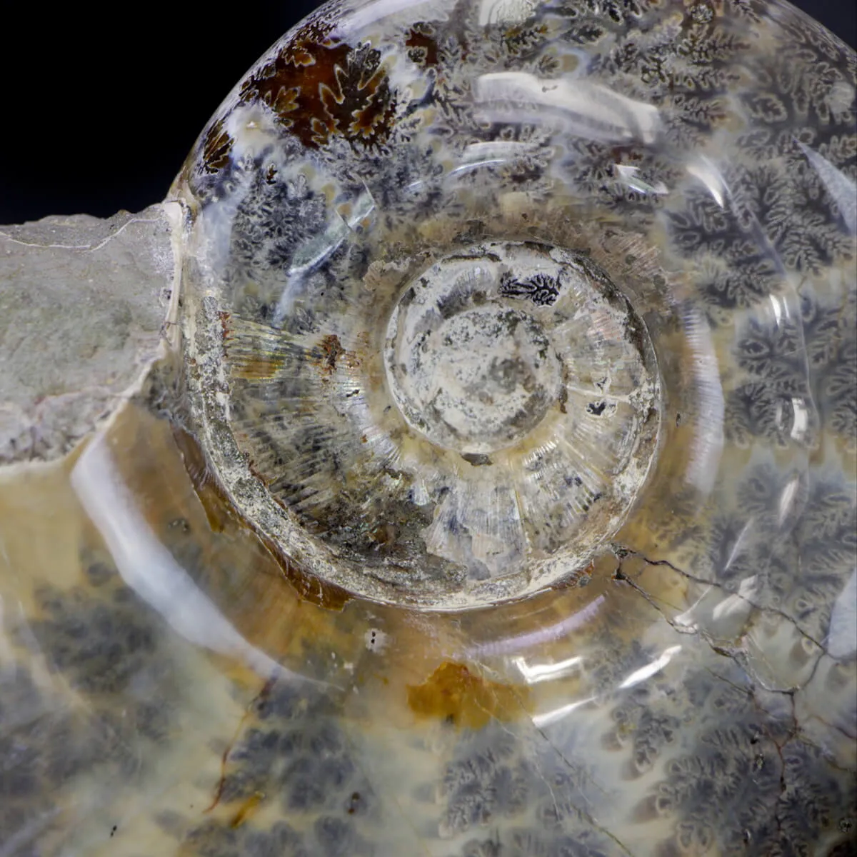 Ammonite Lytoceras