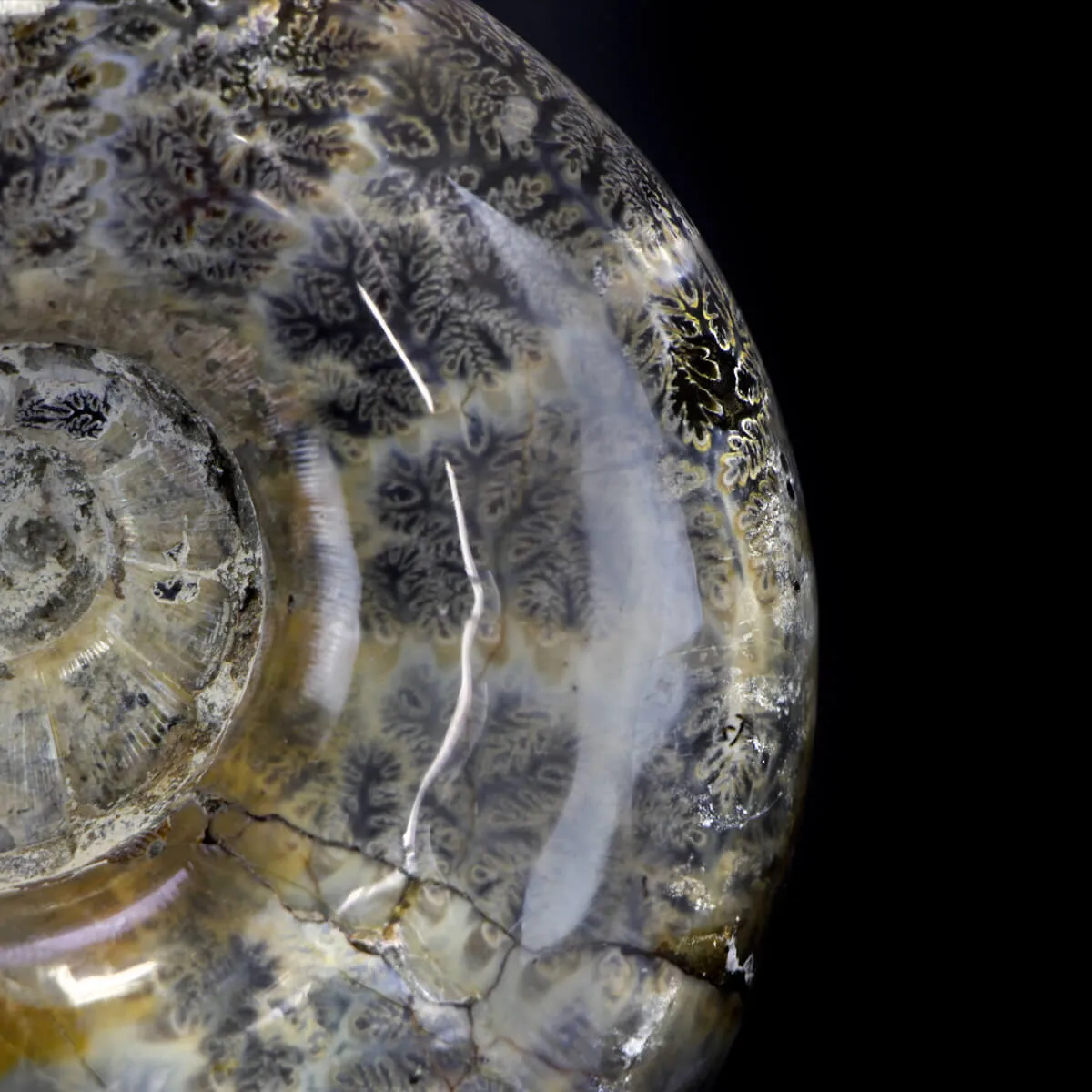 Ammonite Lytoceras