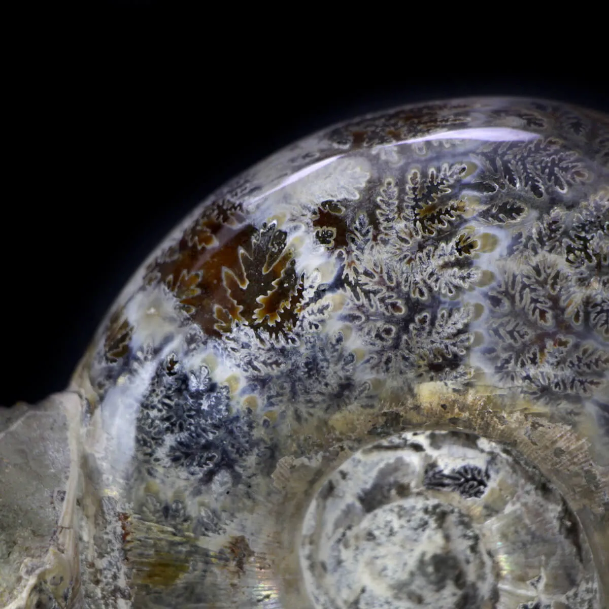 Ammonite Lytoceras