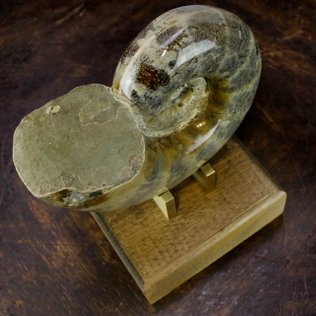 Ammonite Lytoceras