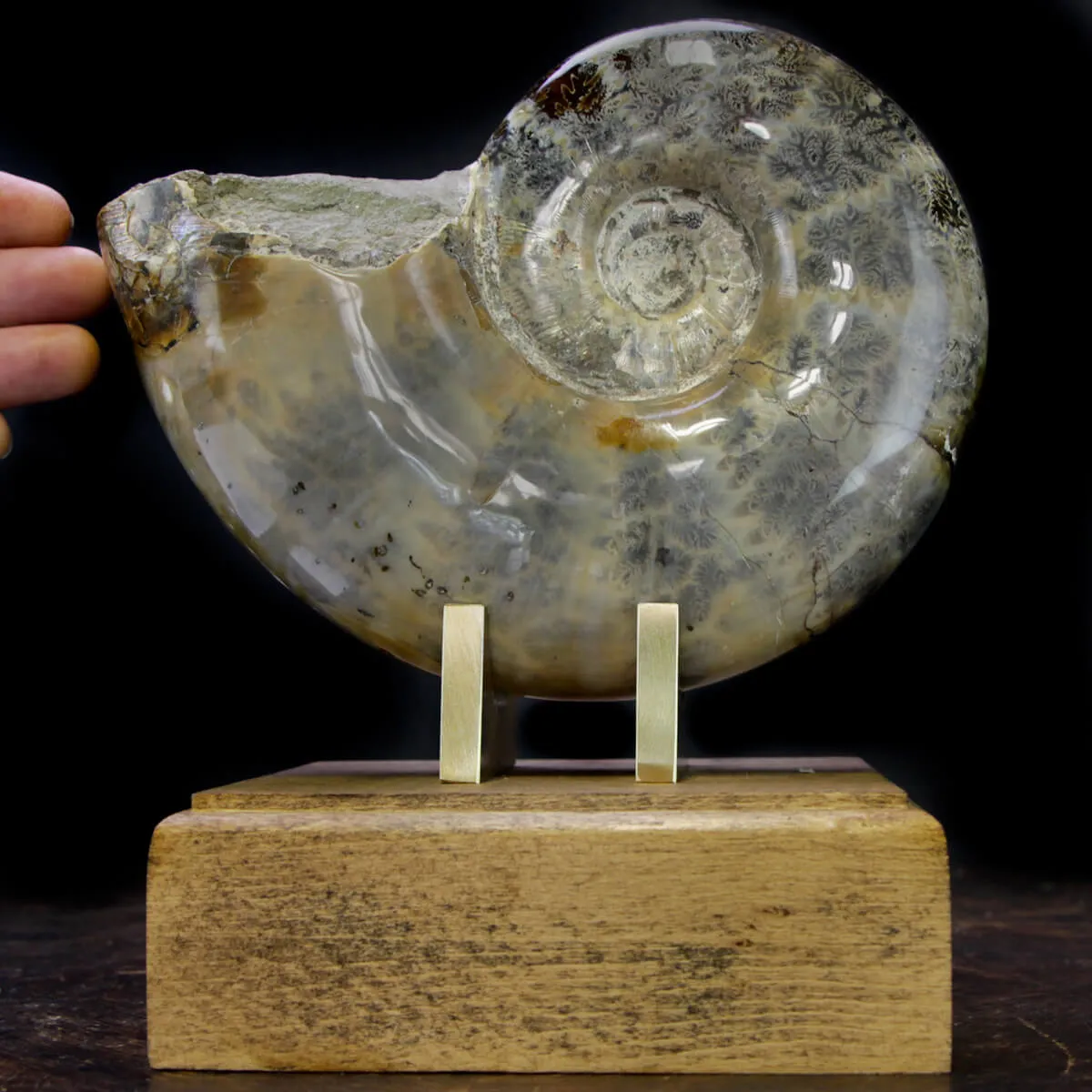 Ammonite Lytoceras
