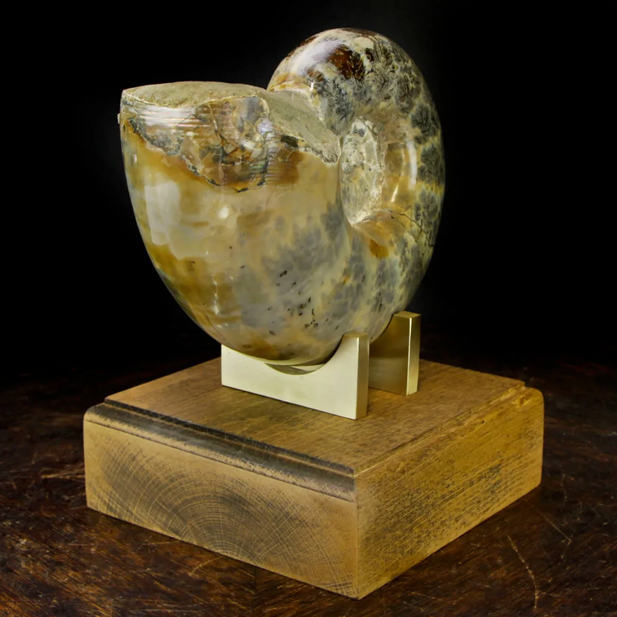 Ammonite Lytoceras