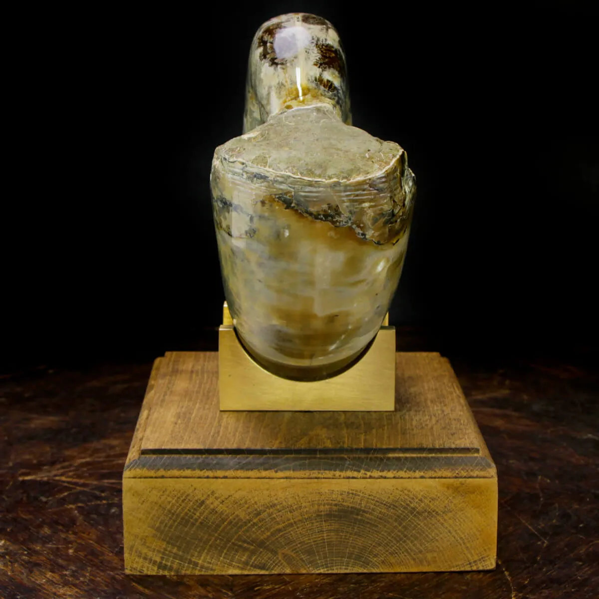 Ammonite Lytoceras