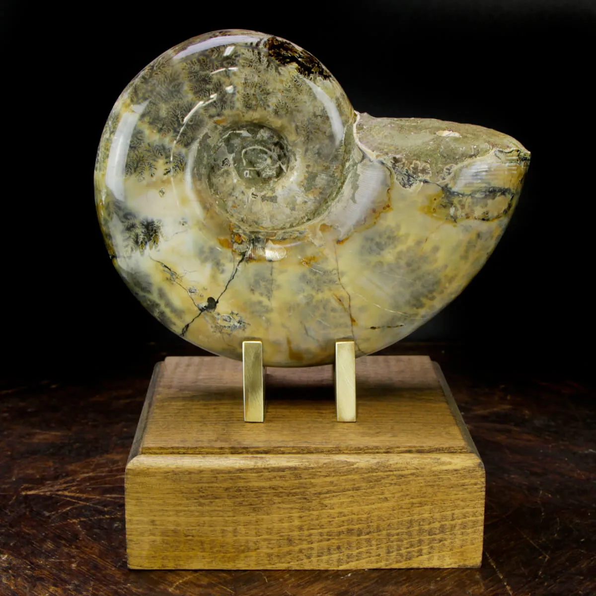 Ammonite Lytoceras