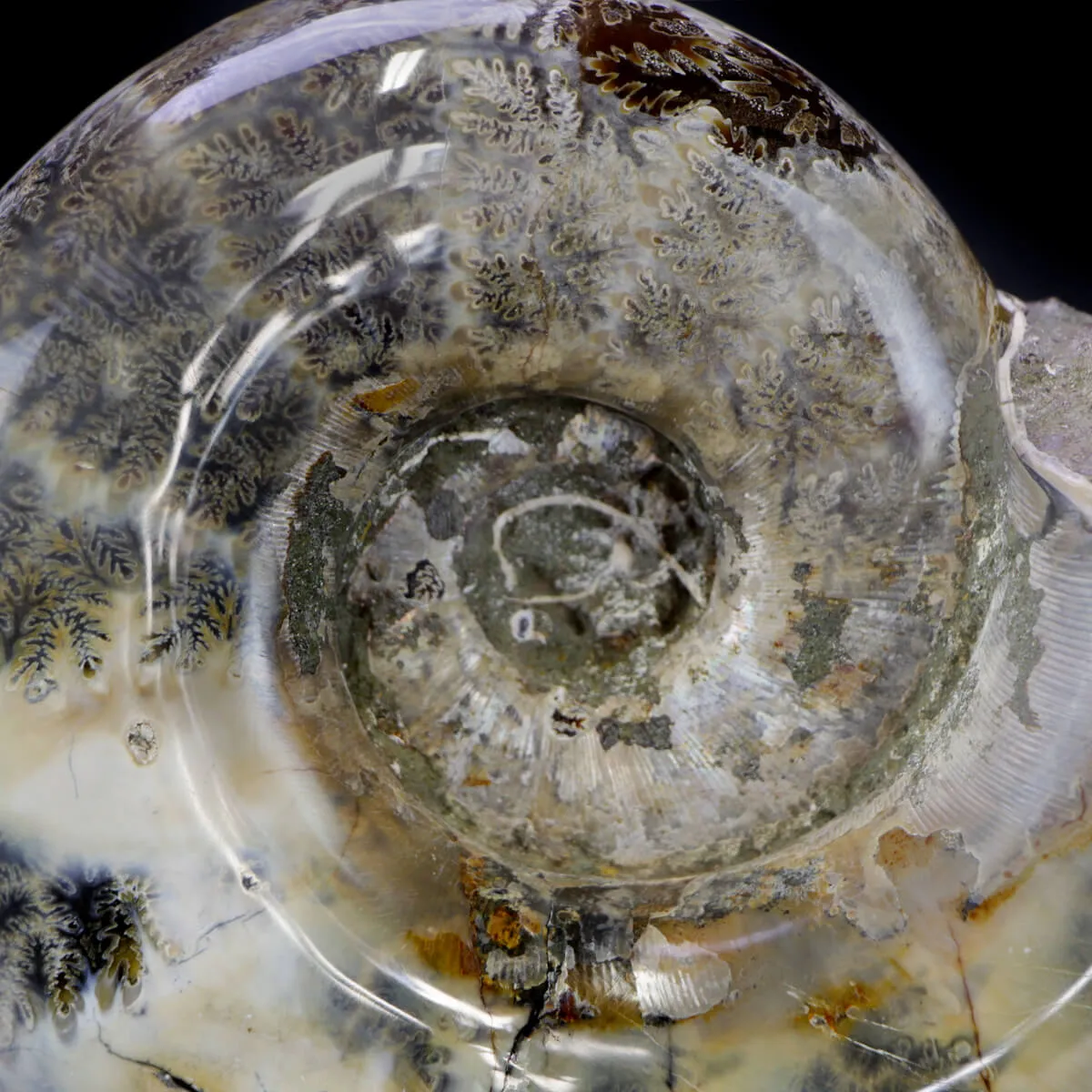 Ammonite Lytoceras