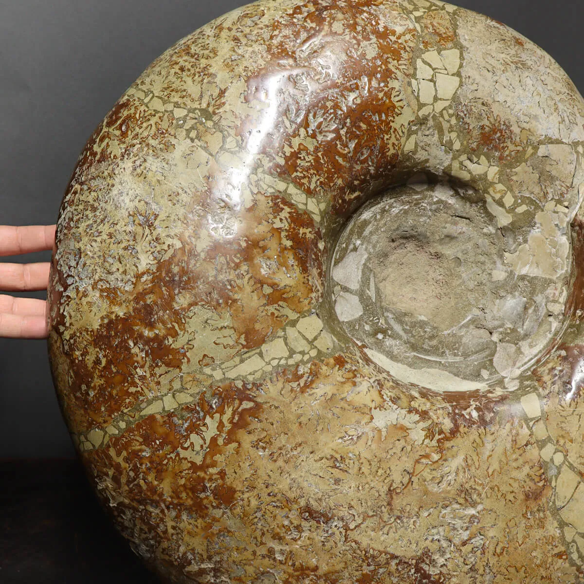 Ammonite Cleoniceras