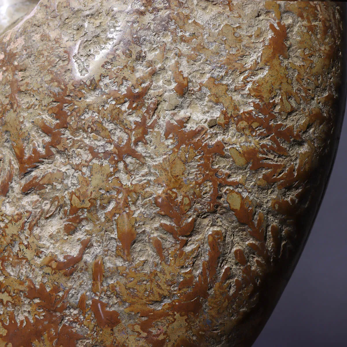Ammonite Cleoniceras