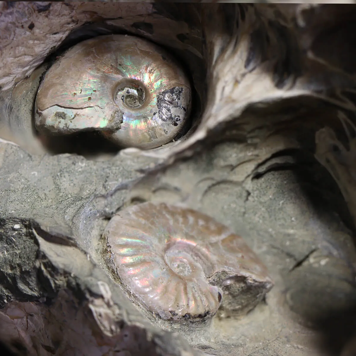 Ammonite Douvilleiceras Gigante
