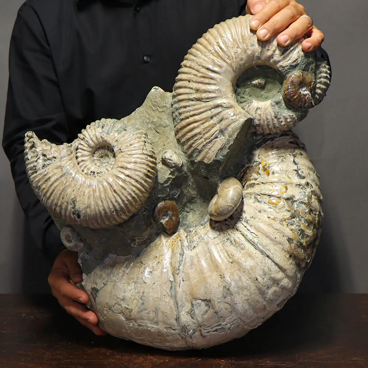 Ammonite Douvilleiceras Gigante