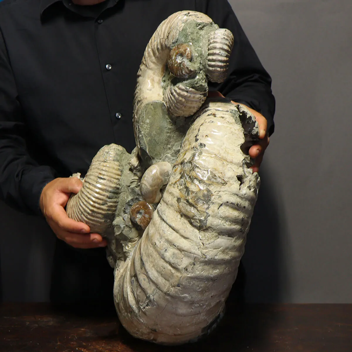 Ammonite Douvilleiceras Gigante