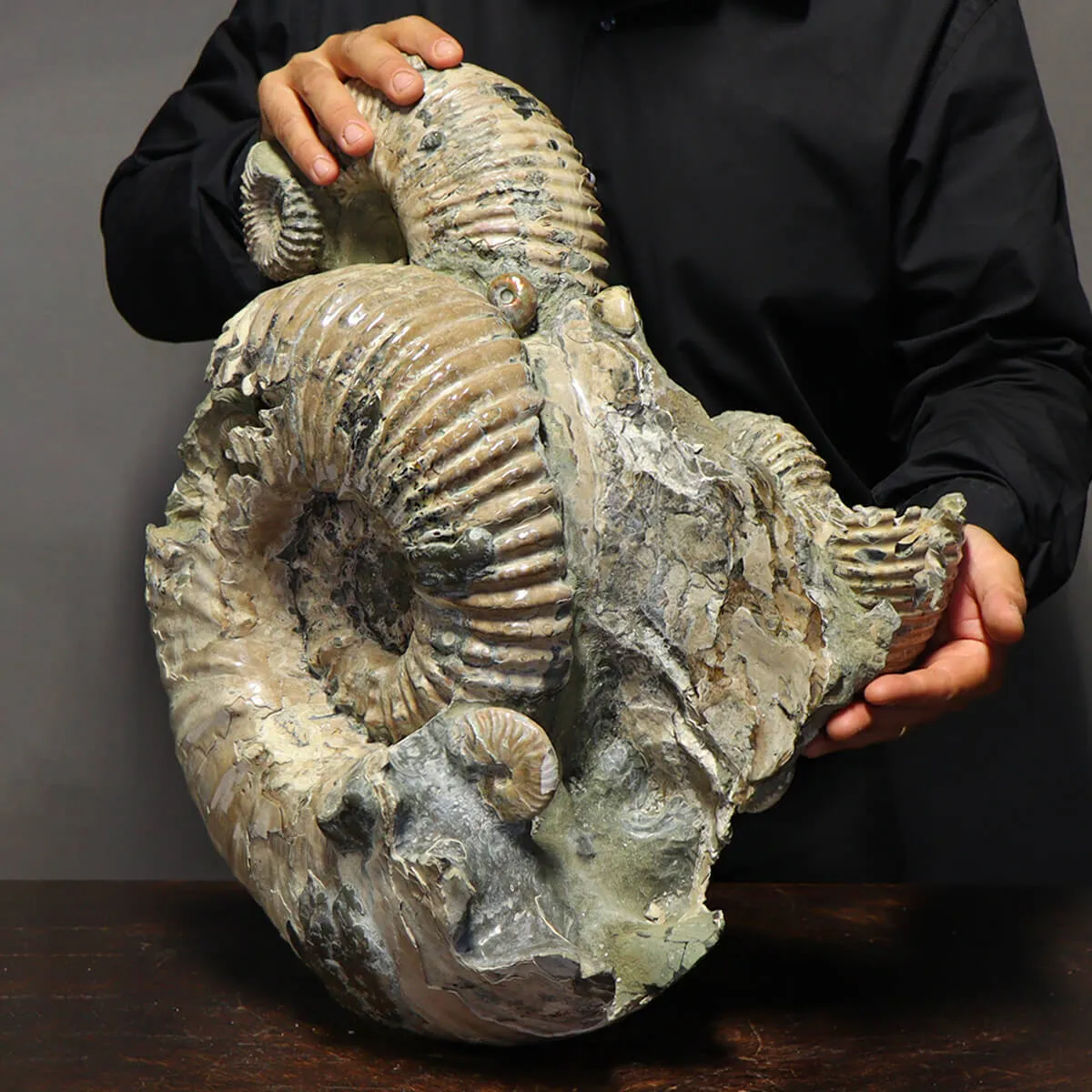 Ammonite Douvilleiceras Gigante