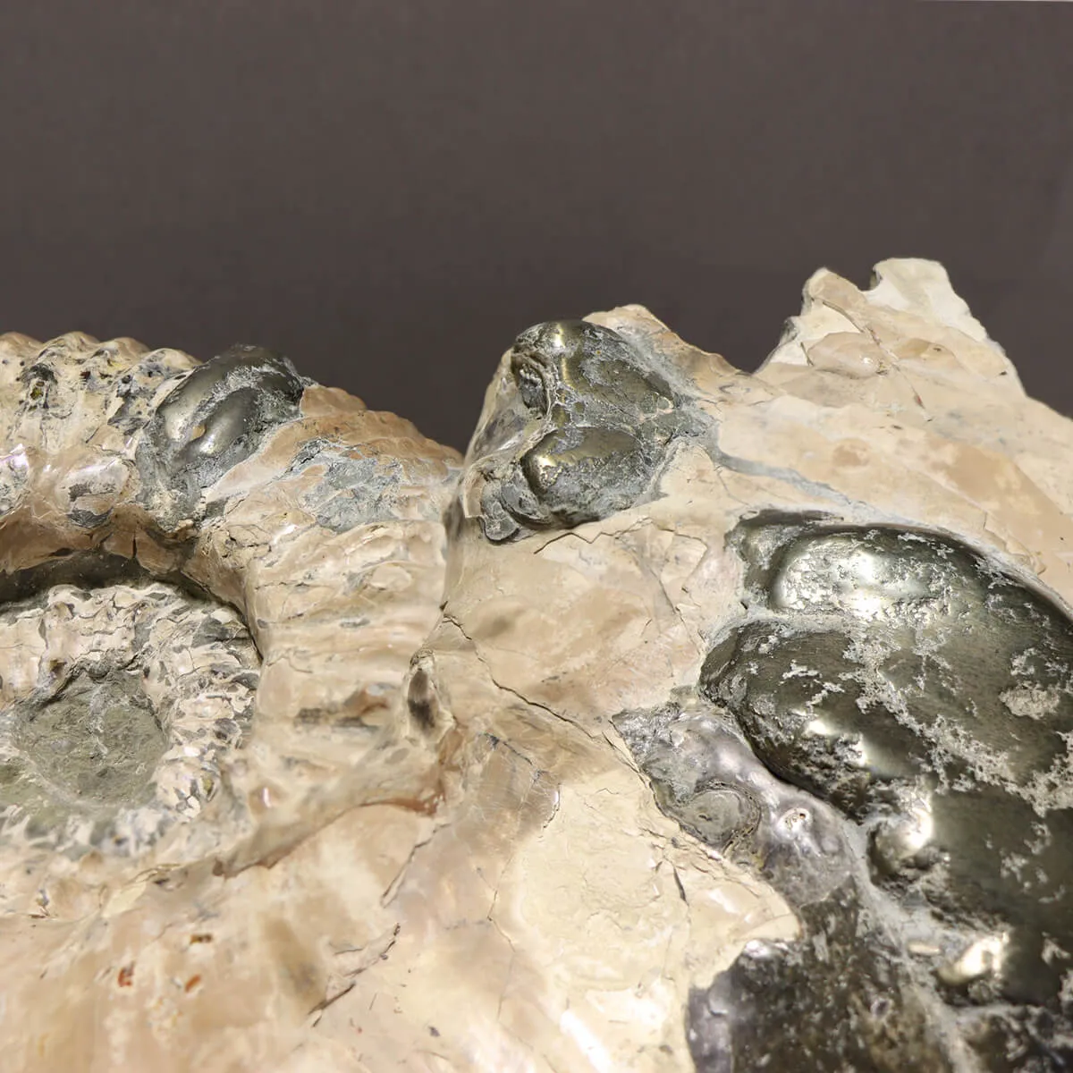 Ammonite Douvilleiceras Gigante