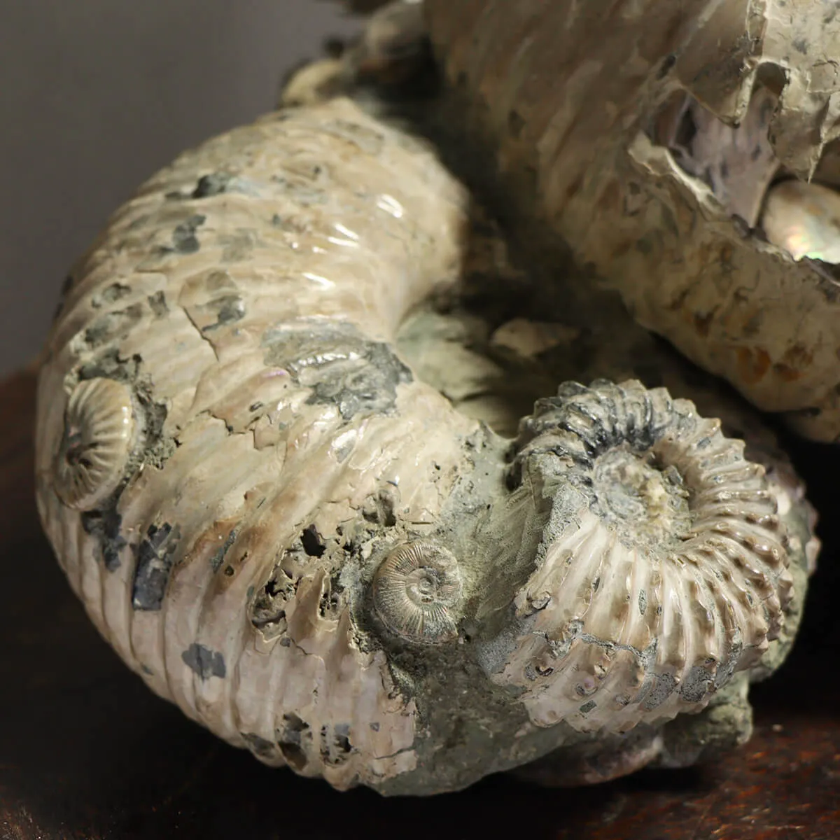 Ammonite Douvilleiceras Gigante