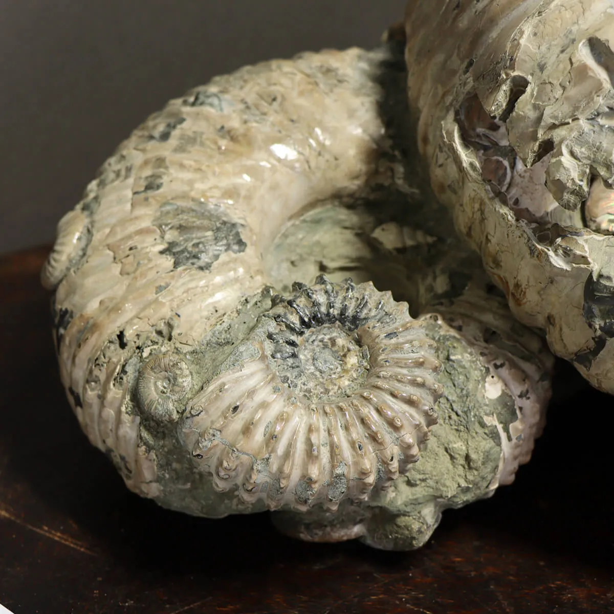 Ammonite Douvilleiceras Gigante