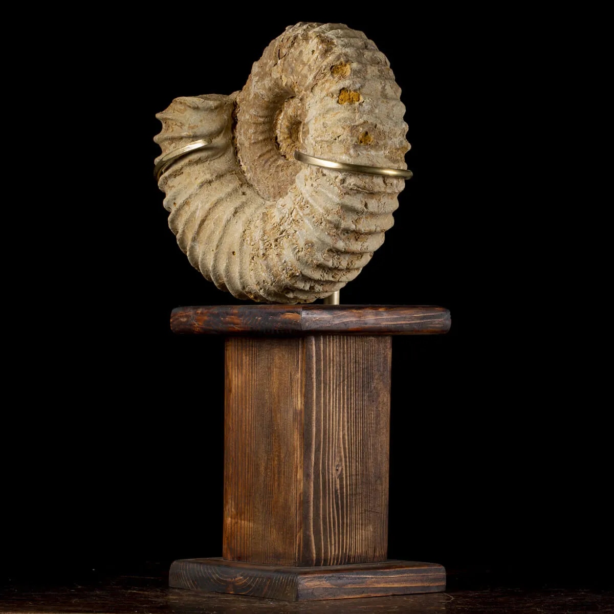 Ammonite Douvilleiceras Gigante