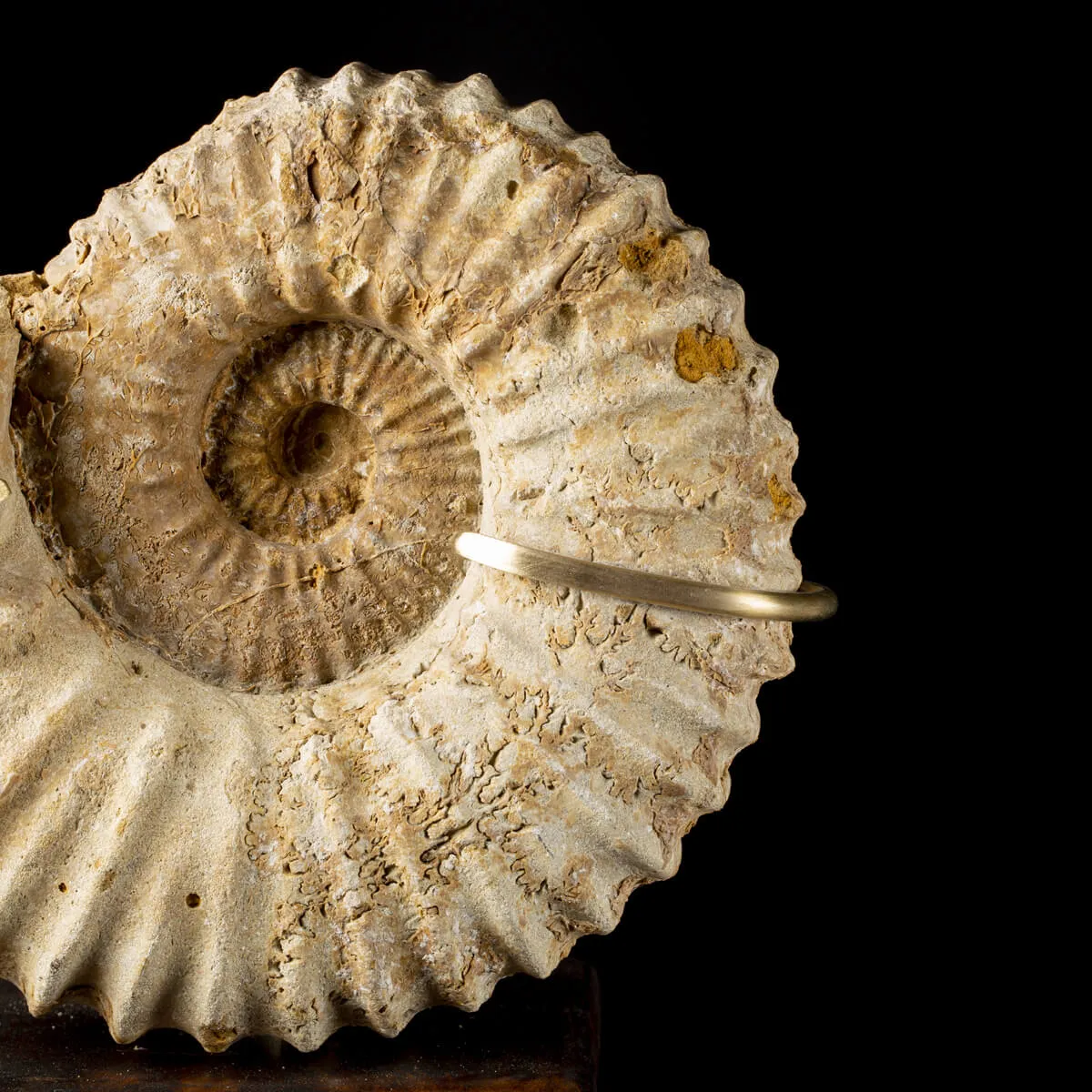 Ammonite Douvilleiceras Gigante