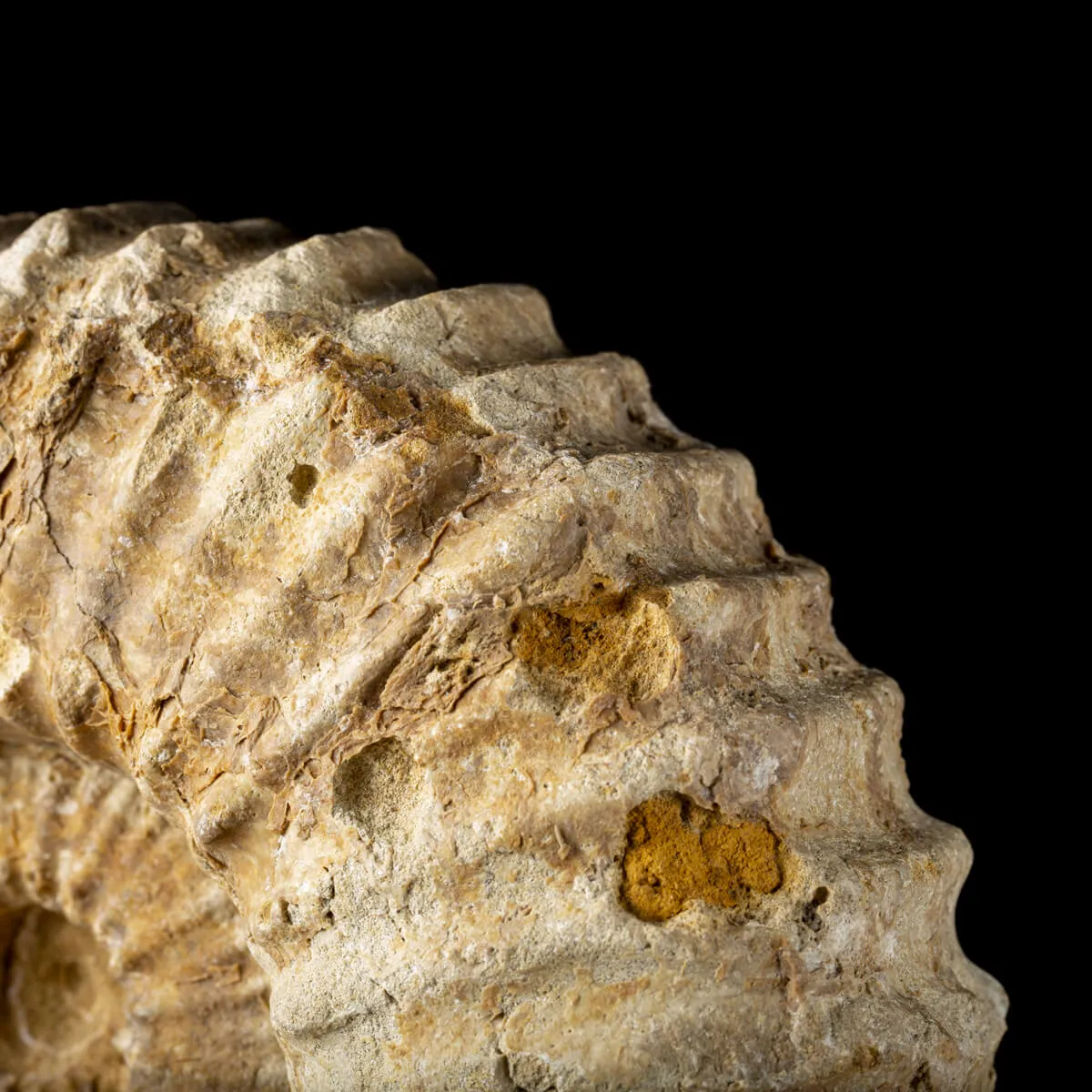 Ammonite Douvilleiceras Gigante