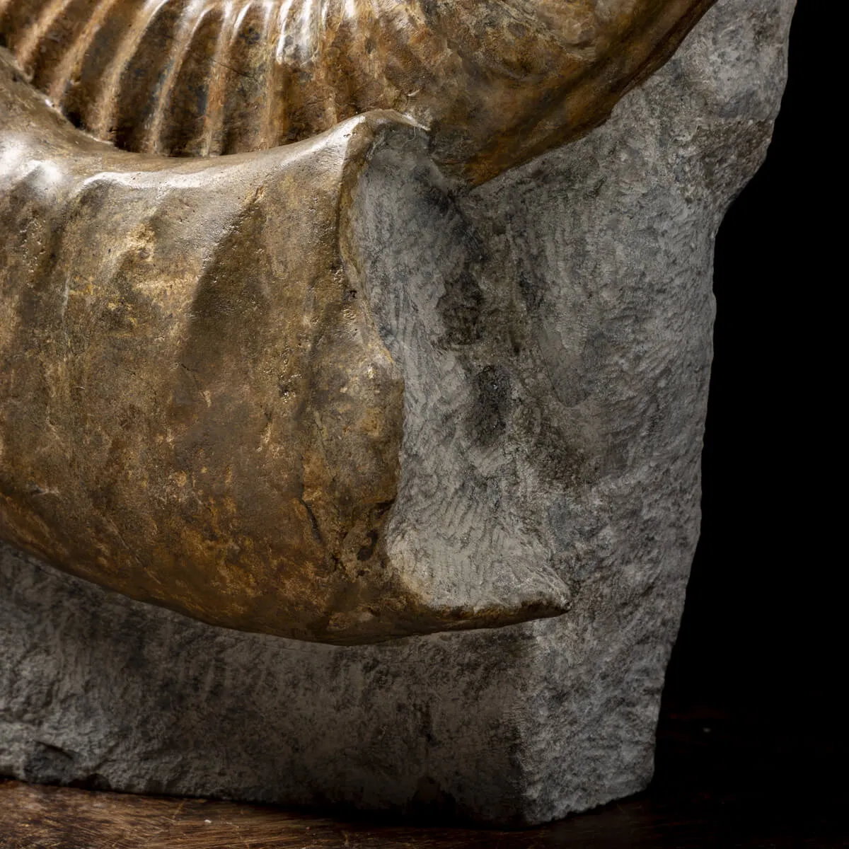 Ammonite Arietites Bucklandi