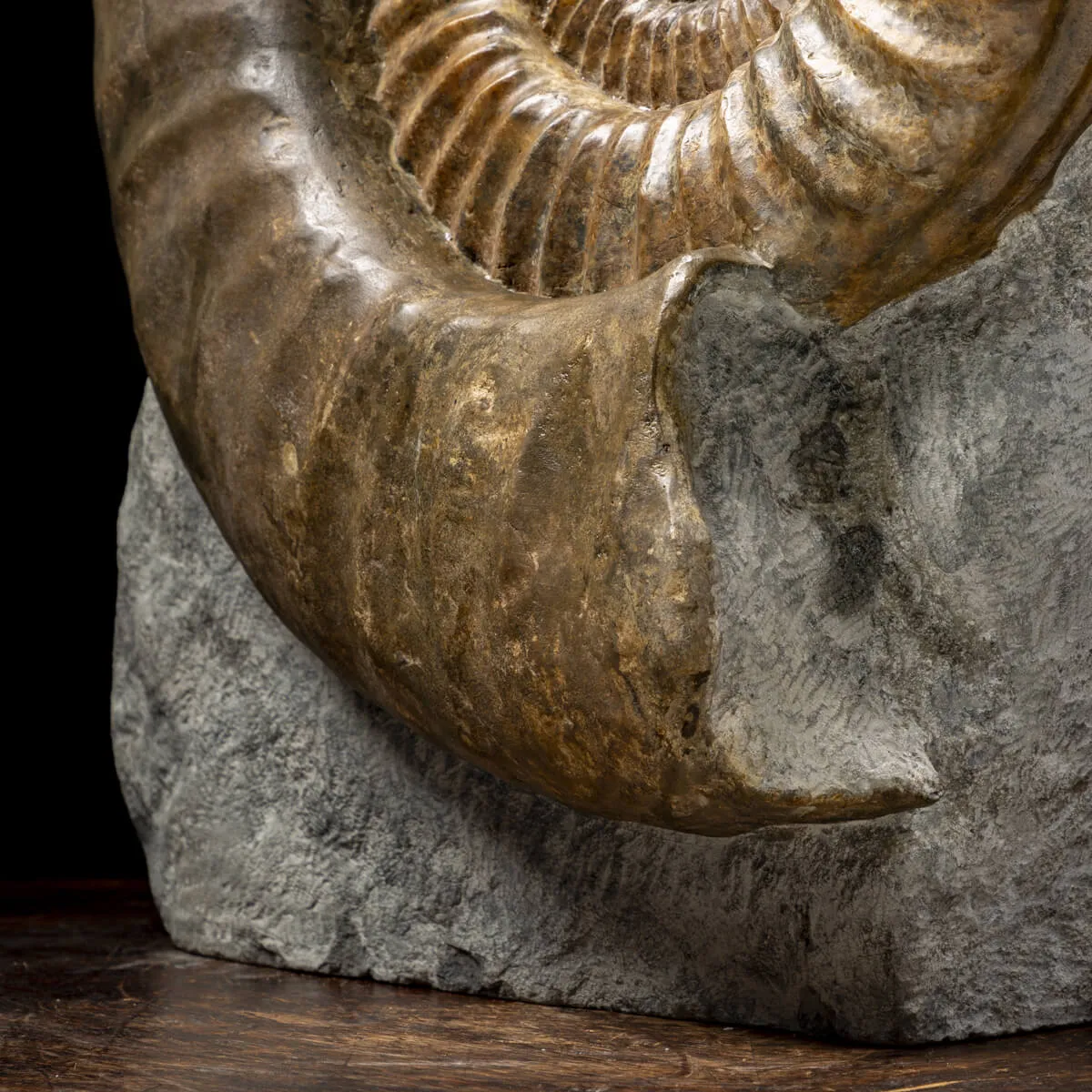 Ammonite Arietites Bucklandi