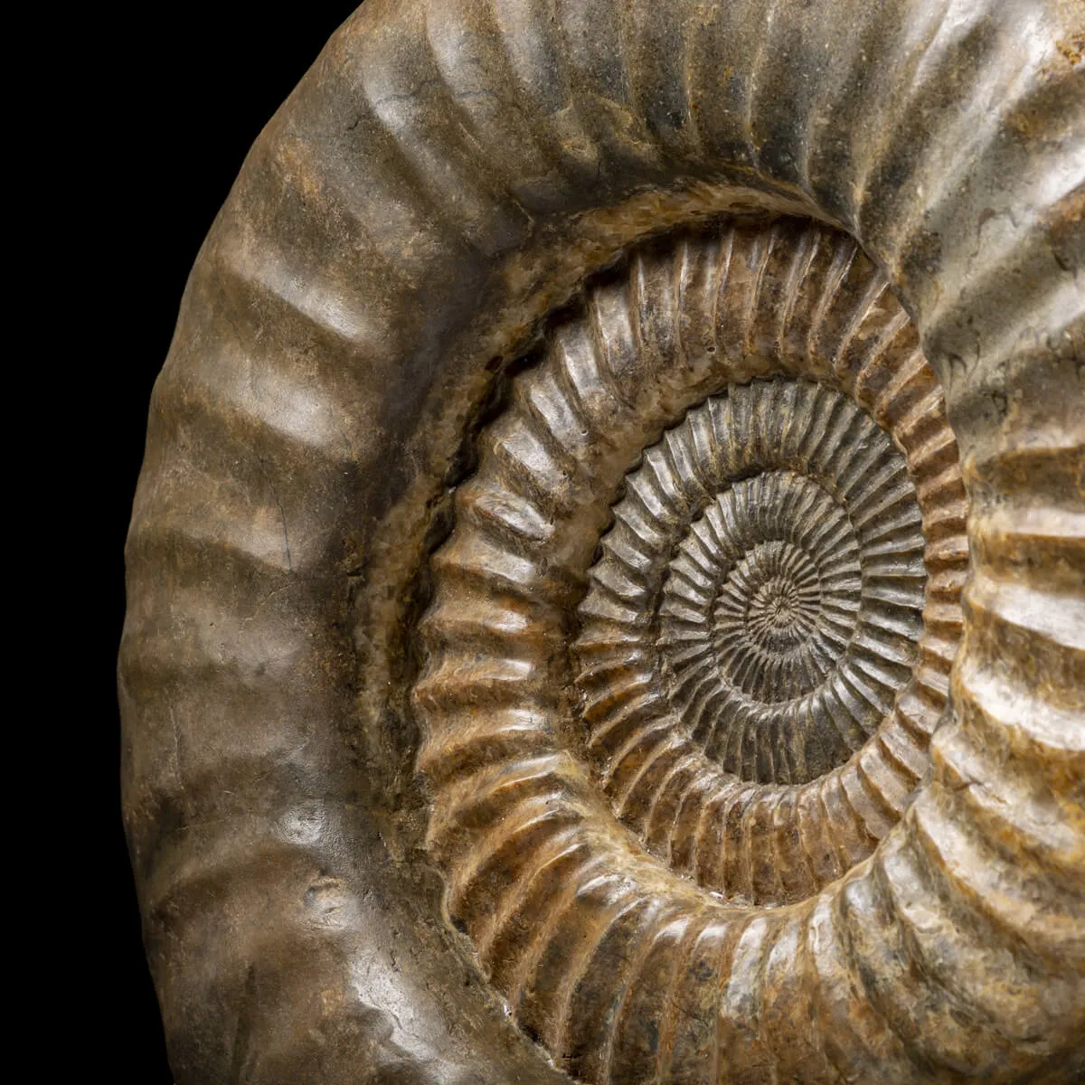 Ammonite Arietites Bucklandi