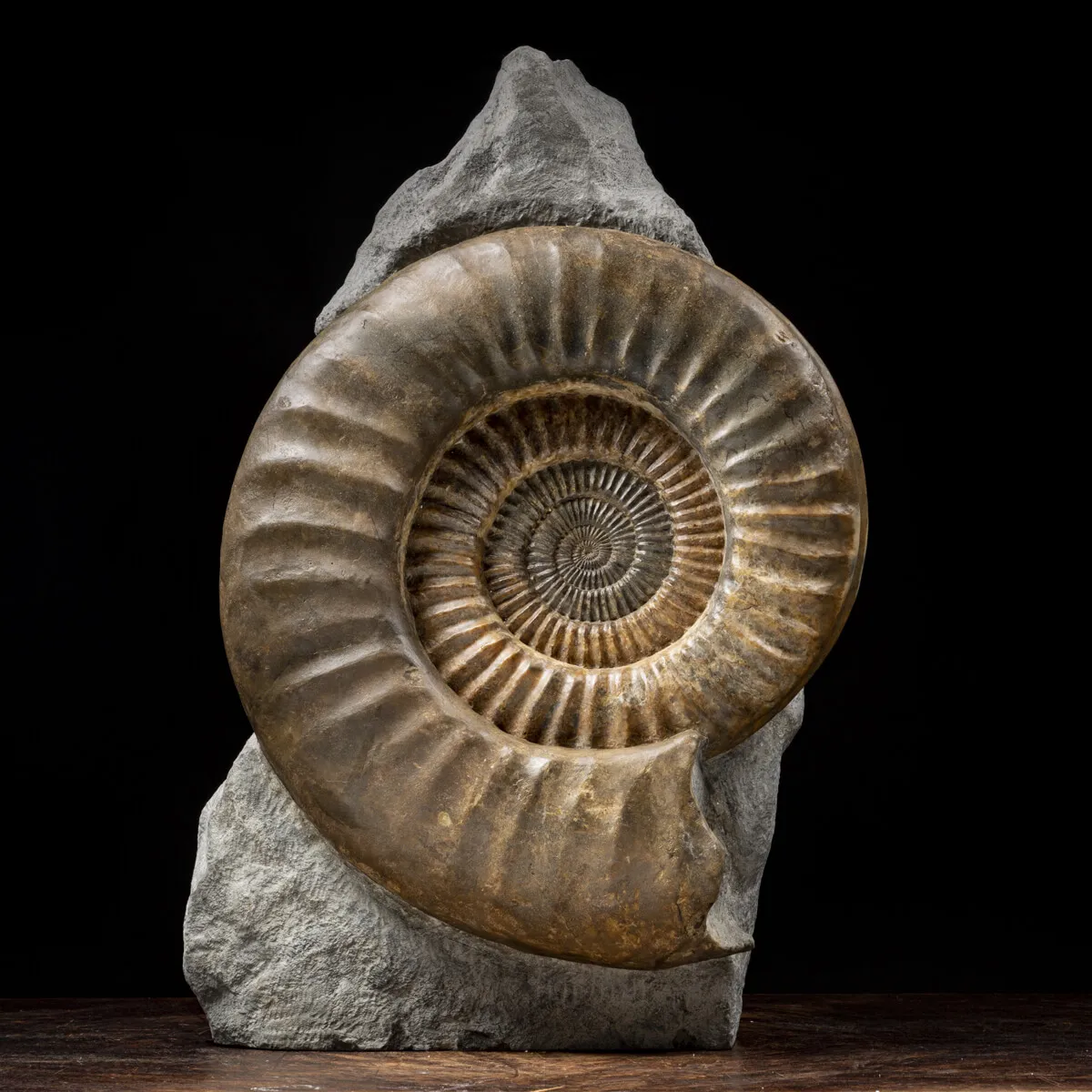 Ammonite Arietites Bucklandi