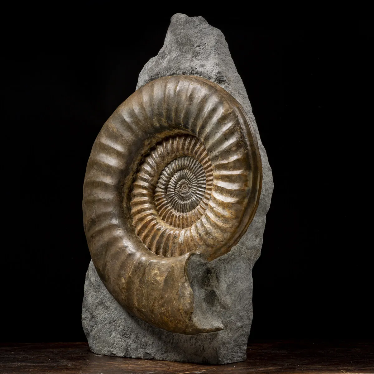Ammonite Arietites Bucklandi