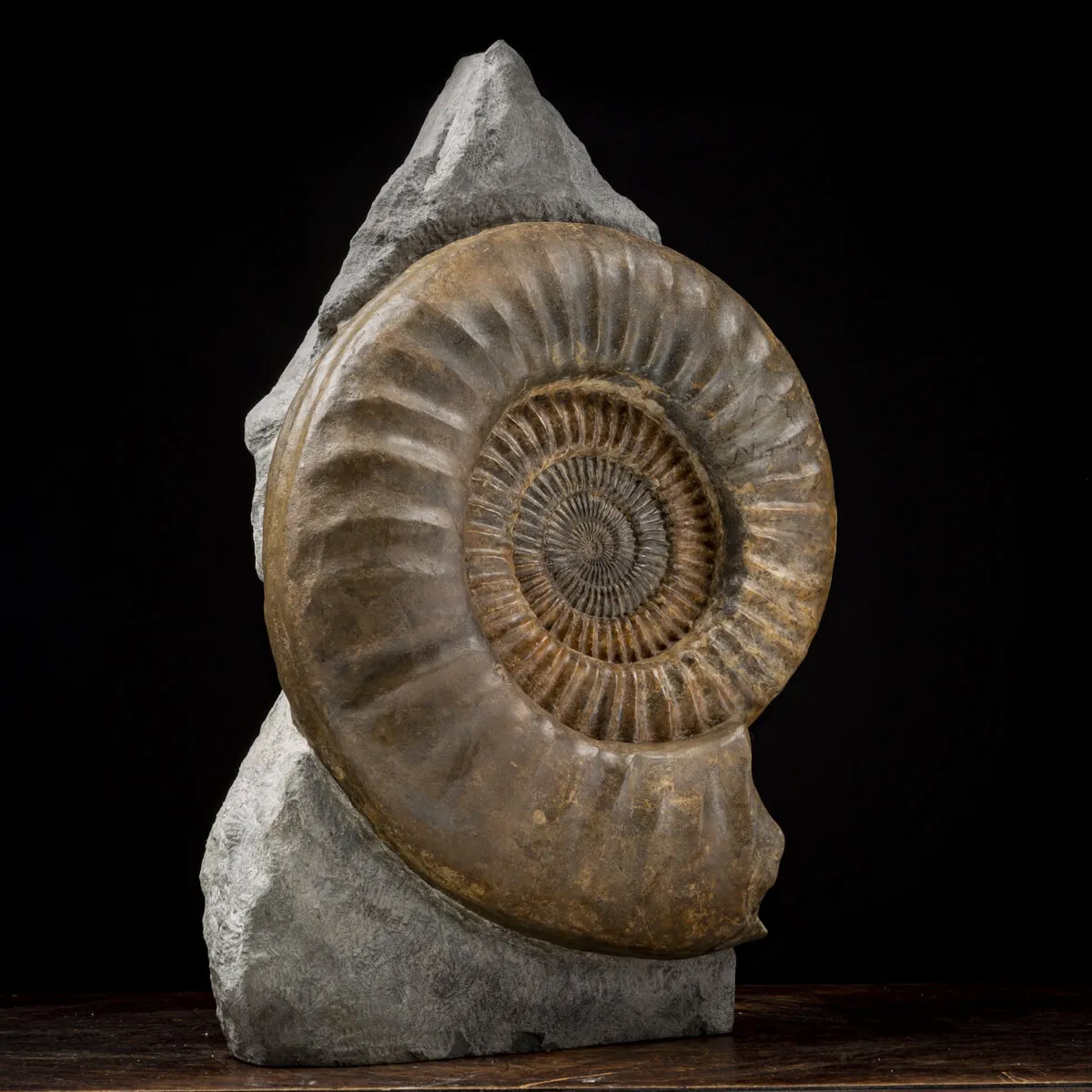 Ammonite Arietites Bucklandi