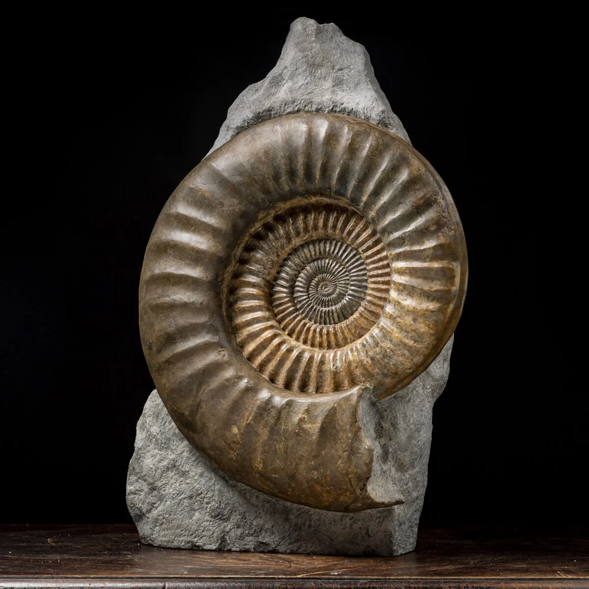Ammonite Arietites Bucklandi