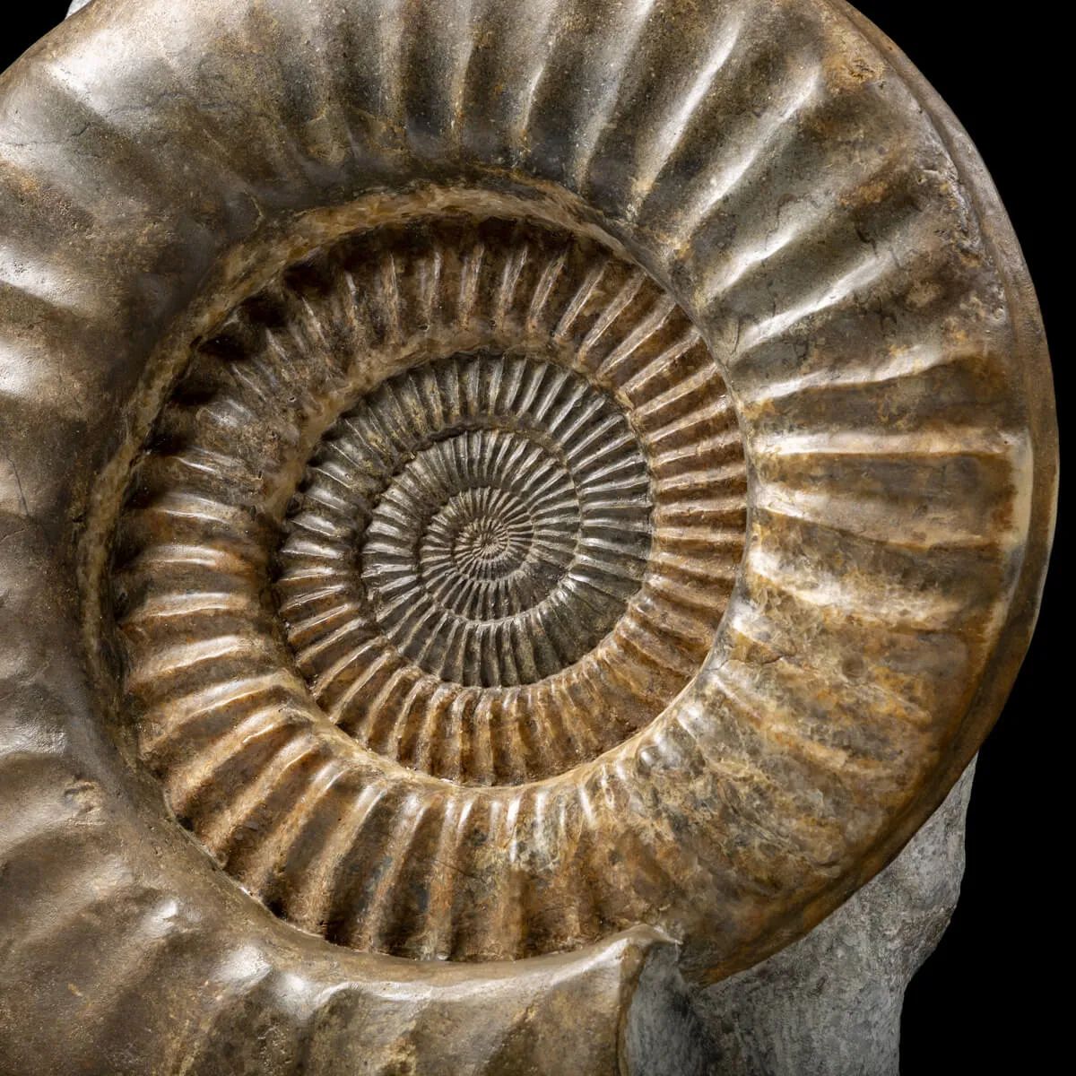 Ammonite Arietites Bucklandi