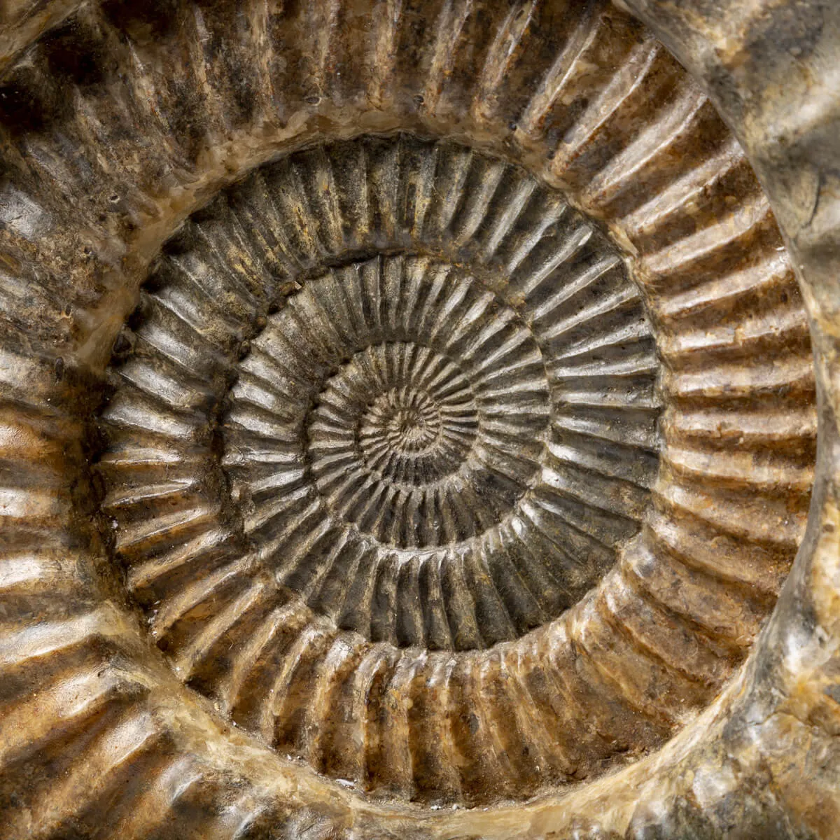 Ammonite Arietites Bucklandi