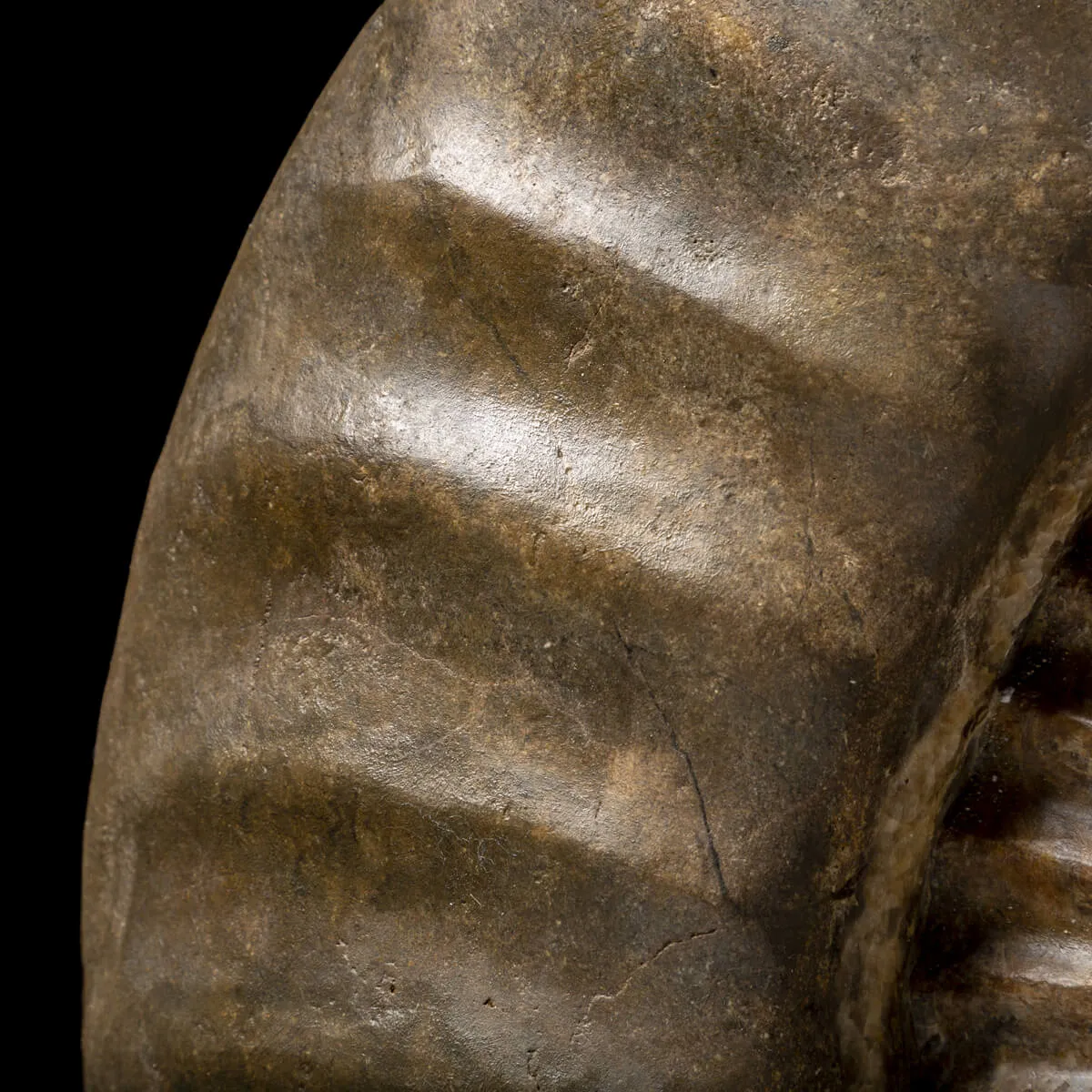 Ammonite Arietites Bucklandi
