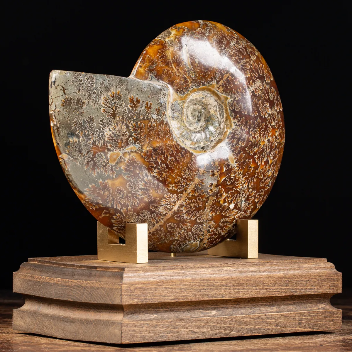 Ammonite Cleoniceras