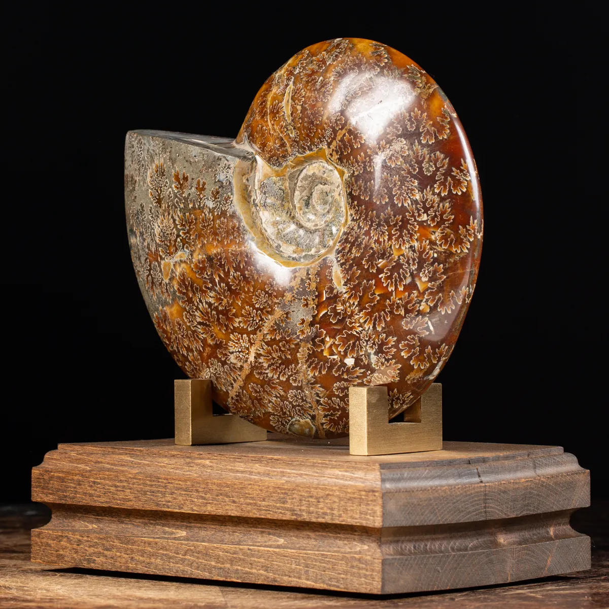 Ammonite Cleoniceras