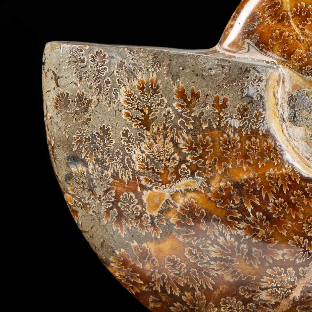 Ammonite Cleoniceras