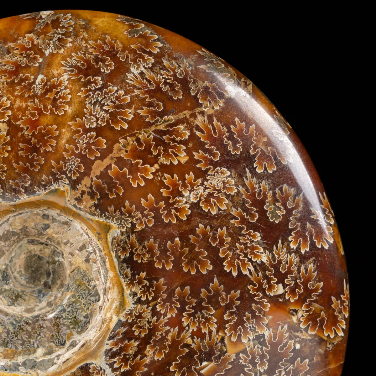 Ammonite Cleoniceras