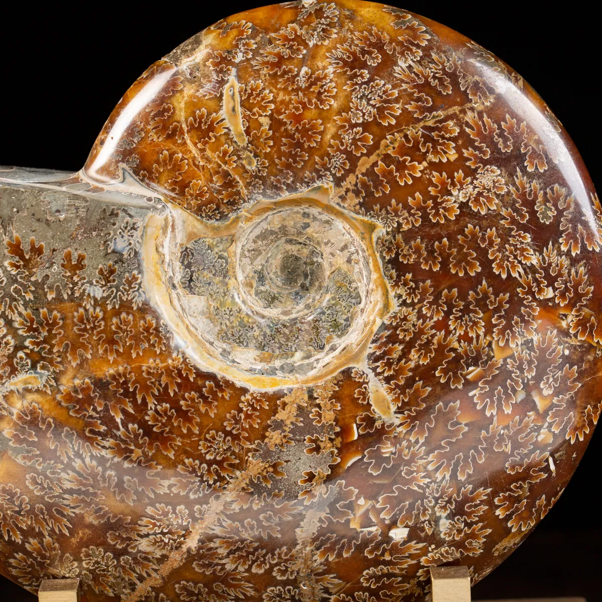 Ammonite Cleoniceras