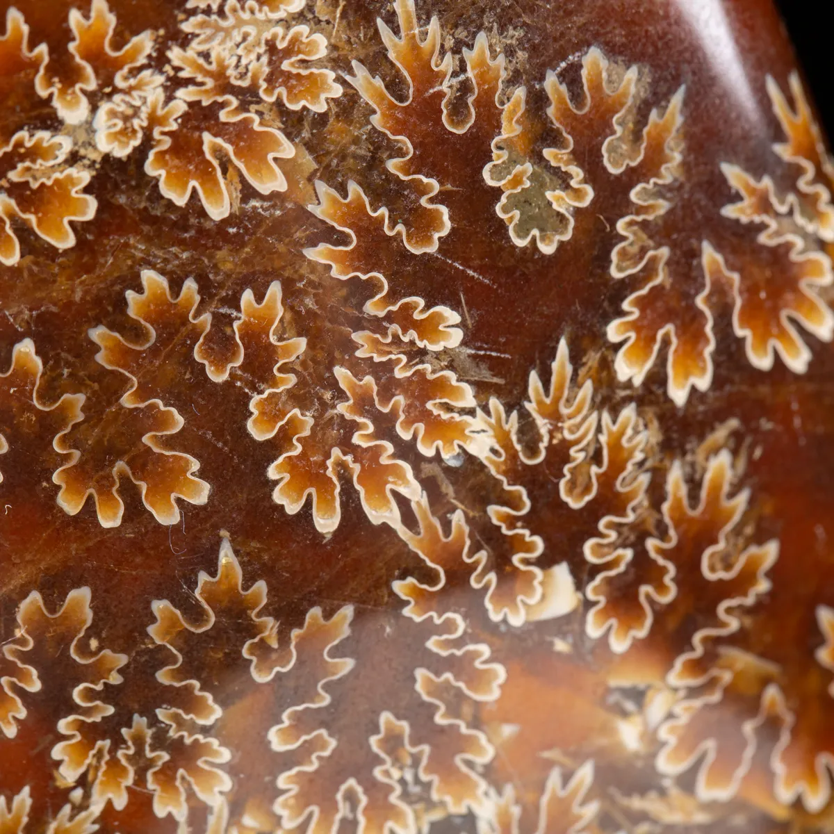 Ammonite Cleoniceras