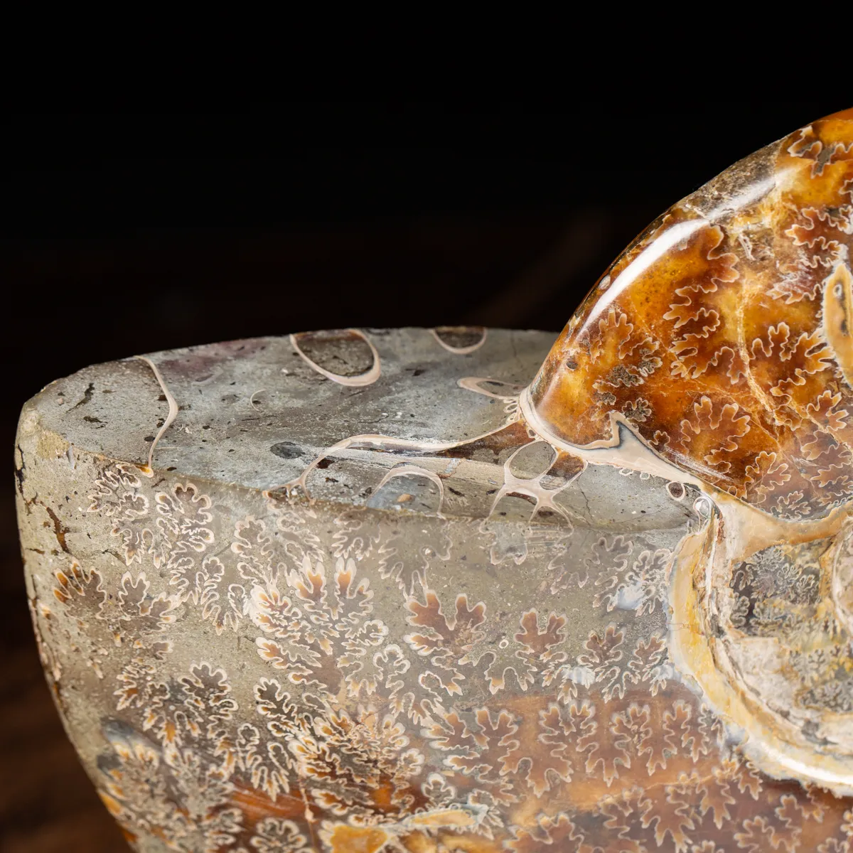 Ammonite Cleoniceras